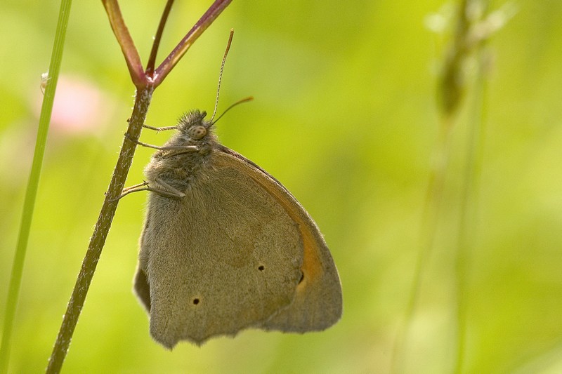 Maniola jurtina